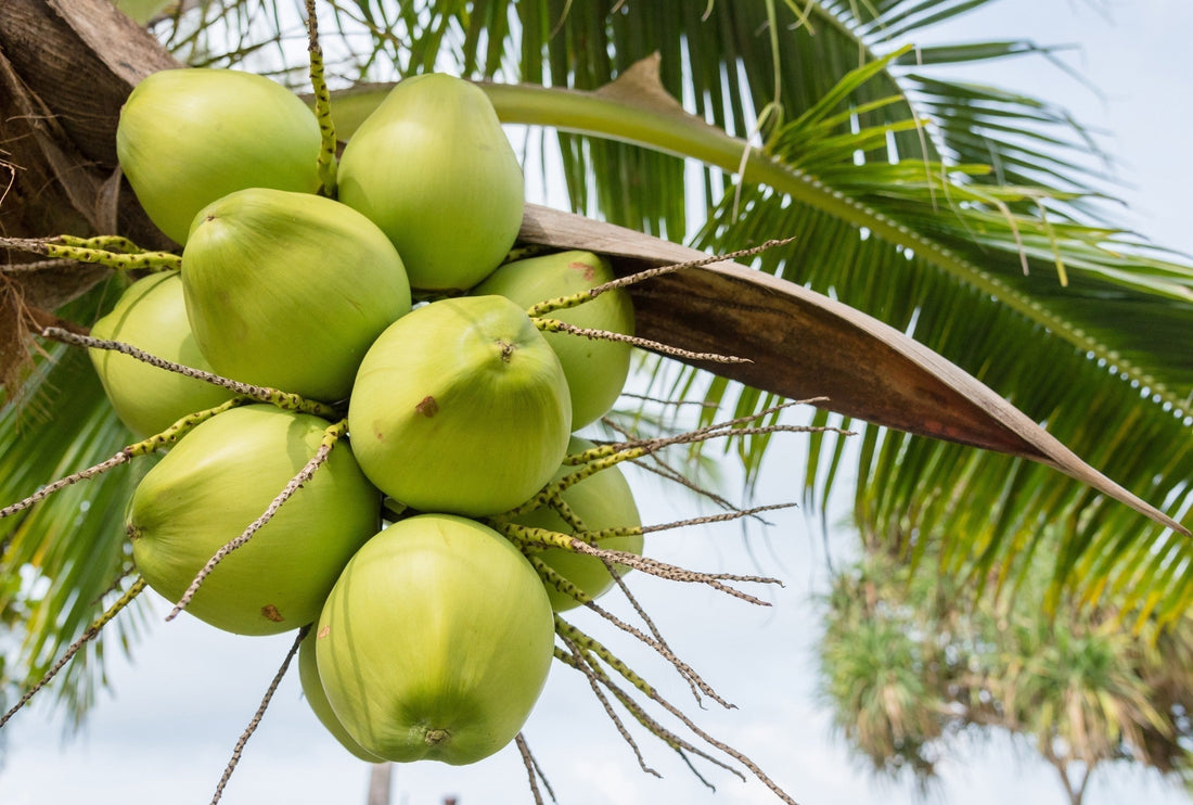 What Are Coir Mats Made Of? (And Why They’re So Durable)